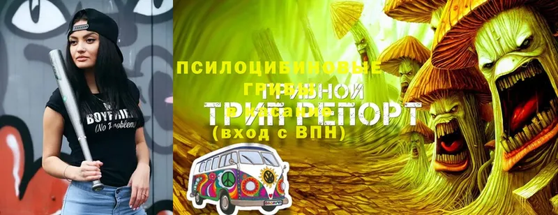 Псилоцибиновые грибы Psilocybe  Калач 